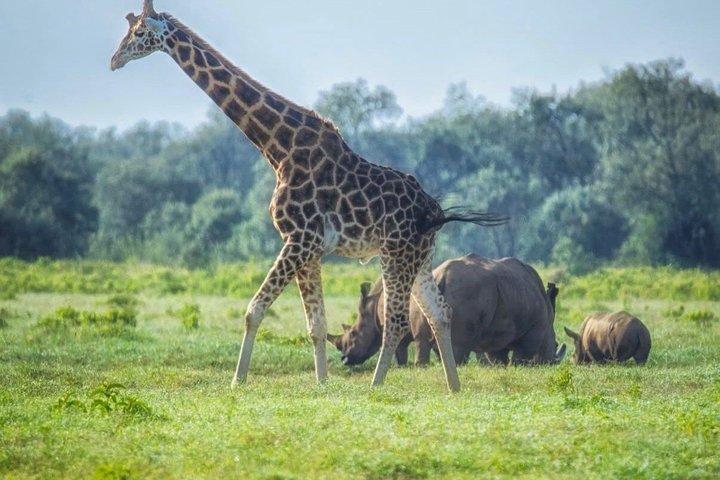 ナイロビ発：3泊4日マサイマラ湖ナクルサファリ