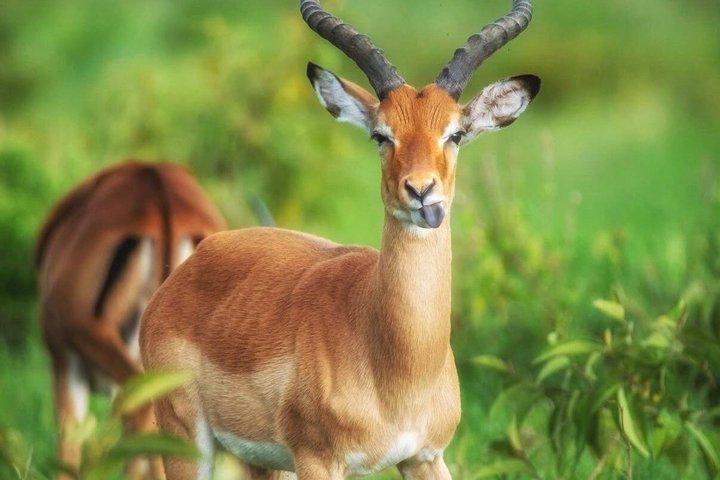 ナイロビ発：3泊4日マサイマラ湖ナクルサファリ