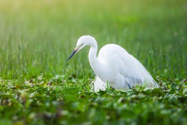 ナイロビ発：3泊4日マサイマラ湖ナクルサファリ