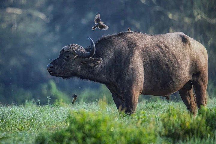 ナイロビ発：3泊4日マサイマラ湖ナクルサファリ