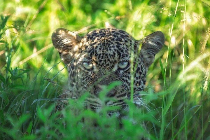 ナイロビ発：3泊4日マサイマラ湖ナクルサファリ