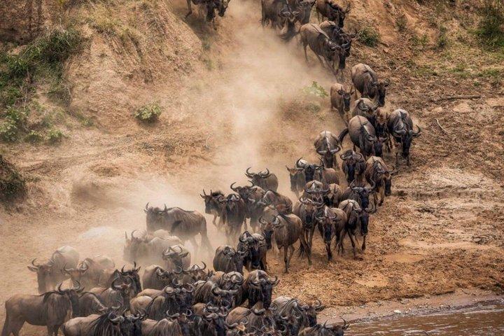Från Nairobi: 4 dagar 3 nätter Masai Mara Lake Nakuru Safari