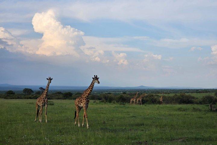 ナイロビ発：3泊4日マサイマラ湖ナクルサファリ