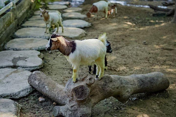 チェンマイ：ダンテワダ、スティッキーウォーターフォール、ワットバンデン ツアー