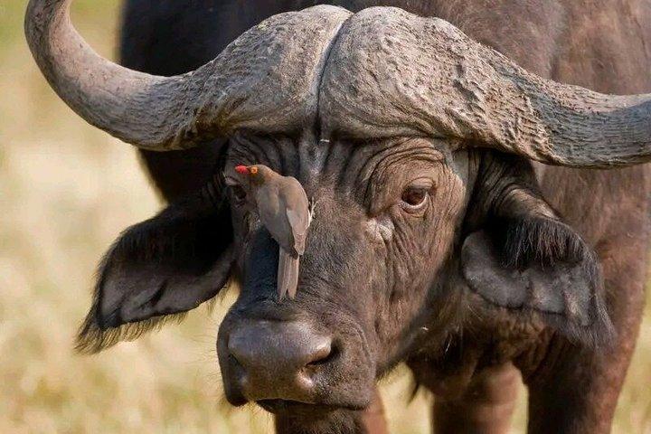 Full-day Safari Tour in Chobe