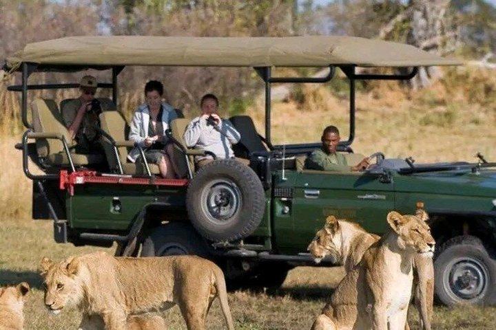 Full-day Safari Tour in Chobe