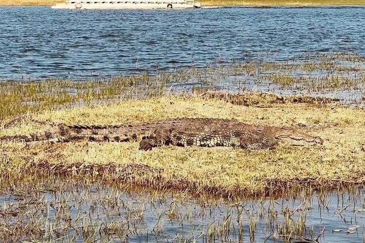 Full-day Safari Tour in Chobe