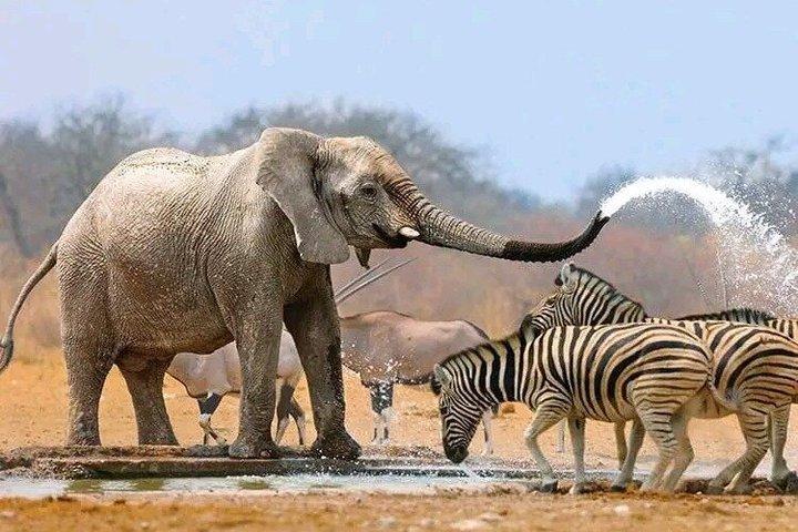 Full-day Safari Tour in Chobe