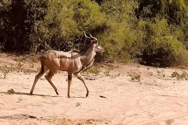 Full-day Safari Tour in Chobe