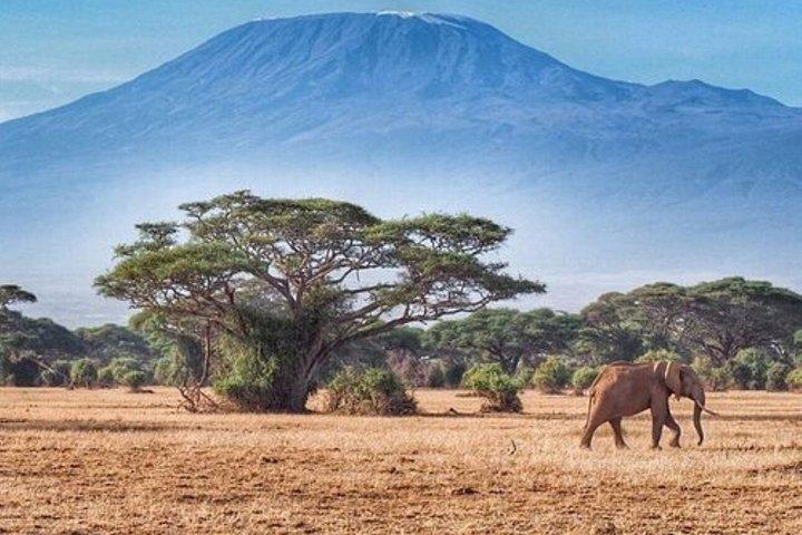 ナイロビ発アンボセリ国立公園3日間サファリ