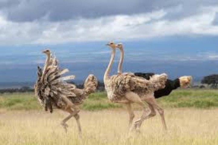 ナイロビ発アンボセリ国立公園3日間サファリ