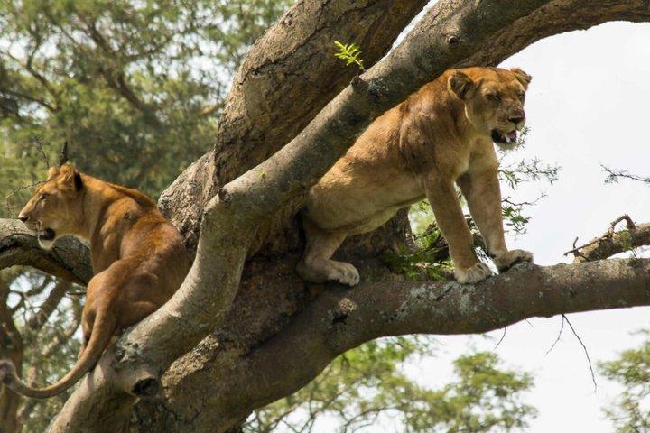 7 giorni di lusso all inclusive Safari Tarangire a Serengeti