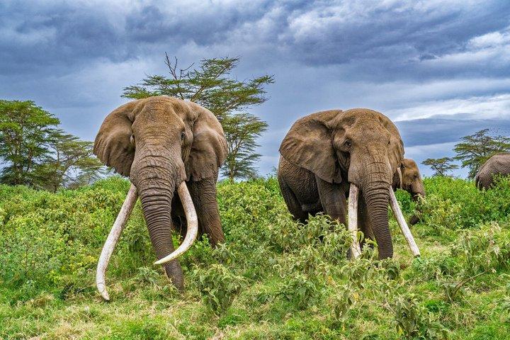 7 giorni di lusso all inclusive Safari Tarangire a Serengeti