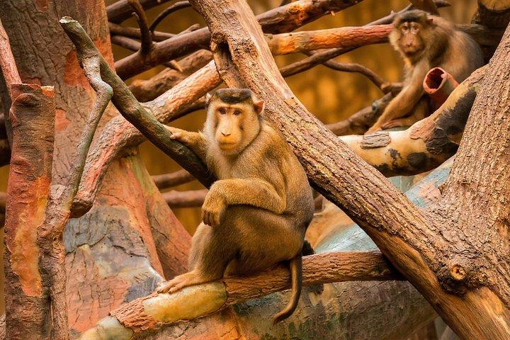 Prag Zoo Transfer med AudioGuide & Opt. Adgangsbillet