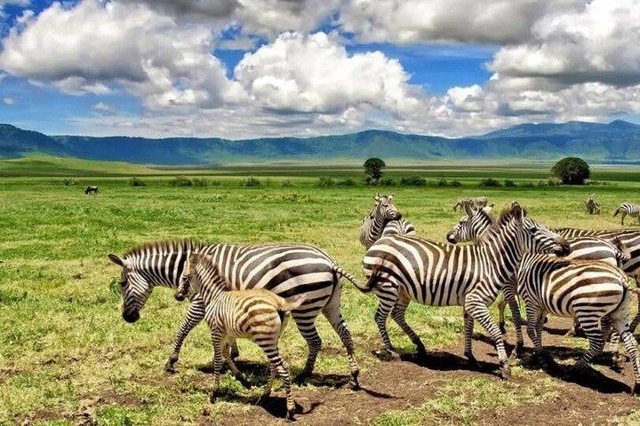 4 dages privat safari Zanzibar til Serengeti og Ngorongoro