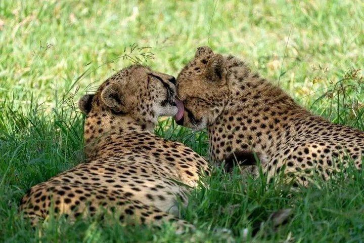 4 dages privat safari Zanzibar til Serengeti og Ngorongoro