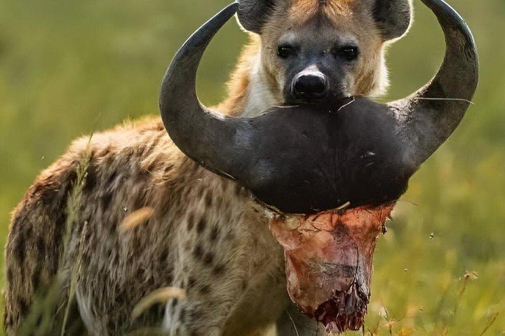 4 dages privat safari Zanzibar til Serengeti og Ngorongoro