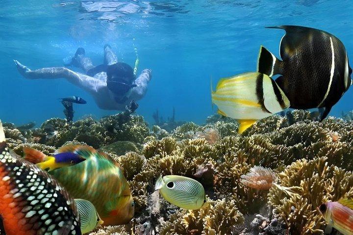 ザンジバル・ムネンバ環礁シーフードBBQランチとウミガメ水族館