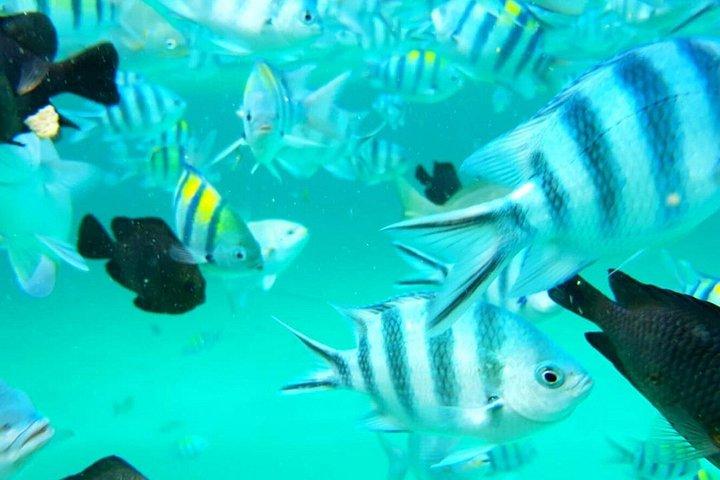ザンジバル・ムネンバ環礁シーフードBBQランチとウミガメ水族館
