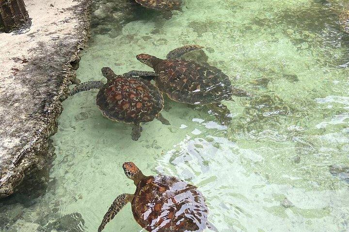 ザンジバル・ムネンバ環礁シーフードBBQランチとウミガメ水族館