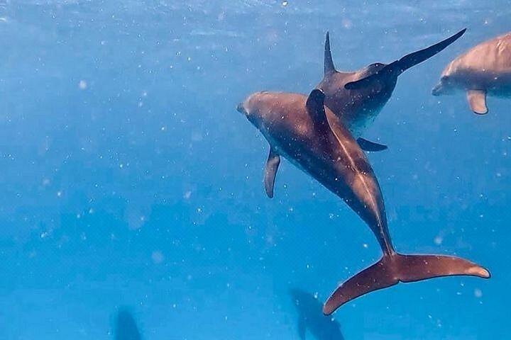 ザンジバル・ムネンバ環礁シーフードBBQランチとウミガメ水族館