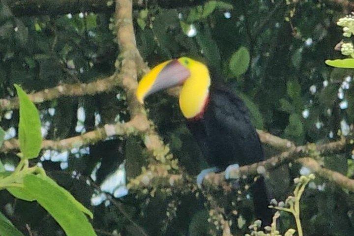 Guanacaste Meraviglie Sloths Cascate e caffè