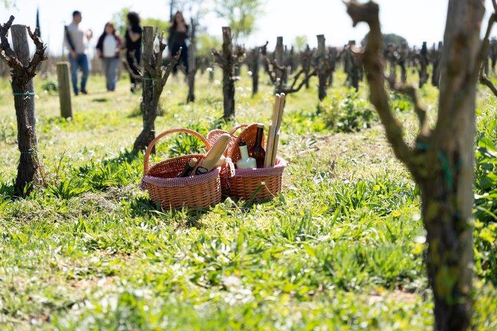 Gourmet picnic og vinsmagning blandt vinmarkerne i l'Empordà