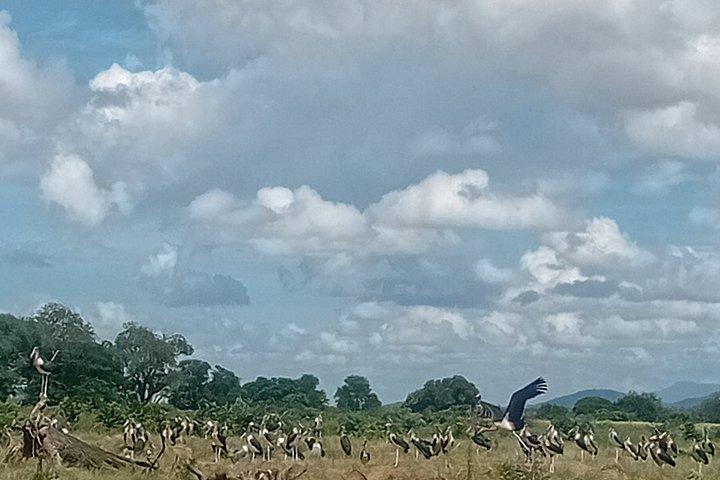 Chobe Full Day Tour from Victoria Falls