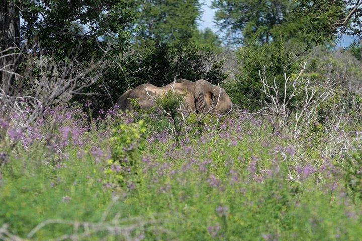 Chobe Full Day Tour from Victoria Falls