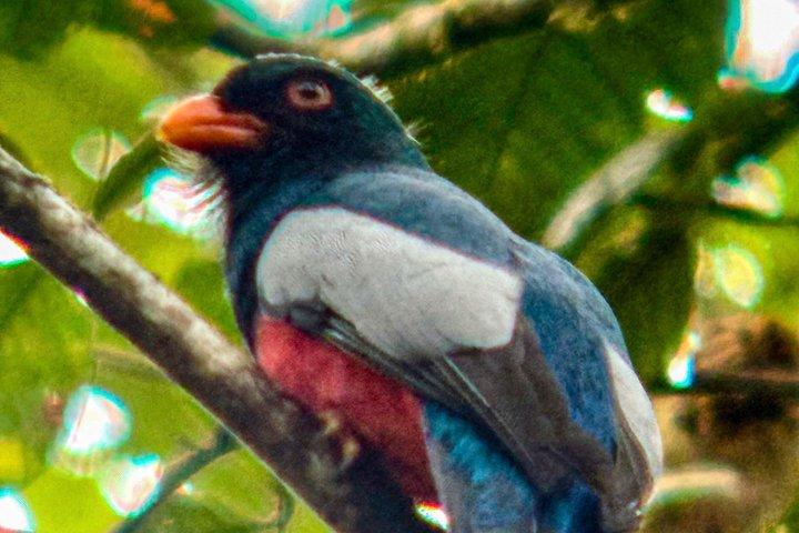 Tour combinato di Rio Celeste e Sloth Sanctuary