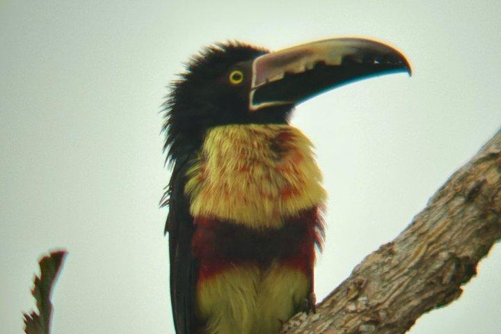 Tour combinato di Rio Celeste e Sloth Sanctuary