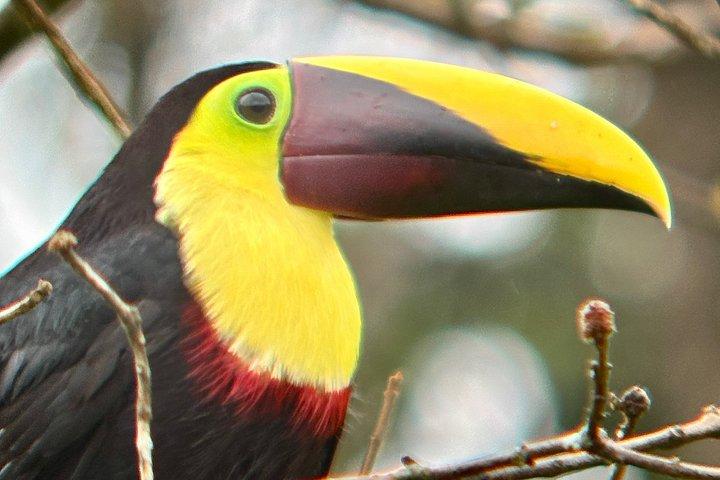 Tour combinato di Rio Celeste e Sloth Sanctuary