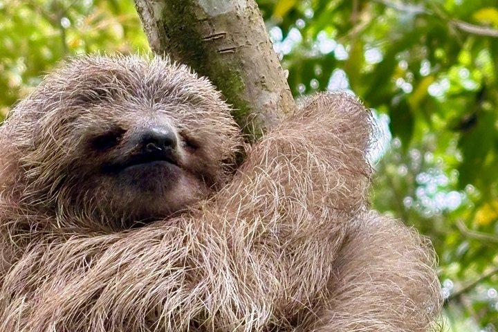 Tour combinato di Rio Celeste e Sloth Sanctuary