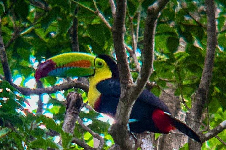 Tour combinato di Rio Celeste e Sloth Sanctuary