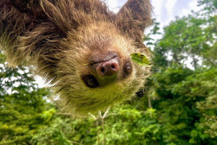 Tour combinato di Rio Celeste e Sloth Sanctuary