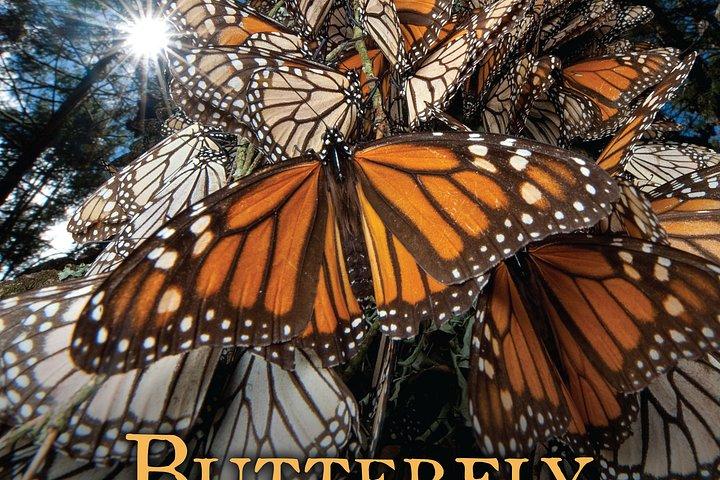 An Immersive Butterfly Experience on Catalina Island