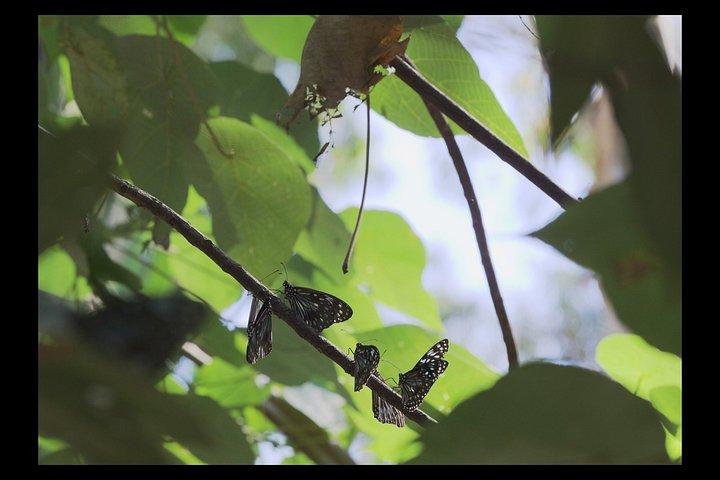 An Immersive Butterfly Experience on Catalina Island