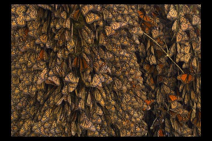 An Immersive Butterfly Experience on Catalina Island
