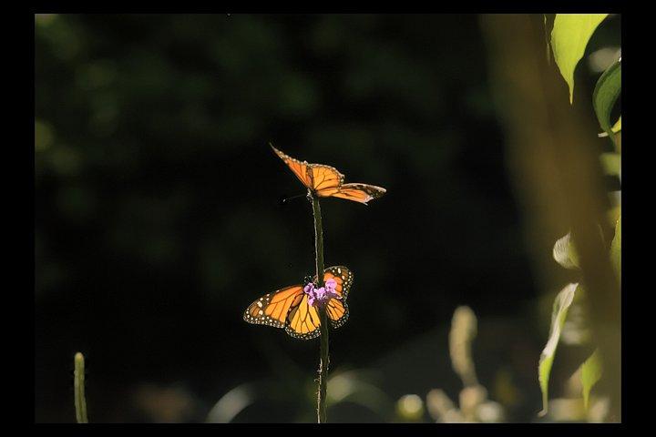 An Immersive Butterfly Experience on Catalina Island