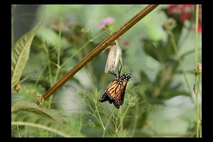 An Immersive Butterfly Experience on Catalina Island