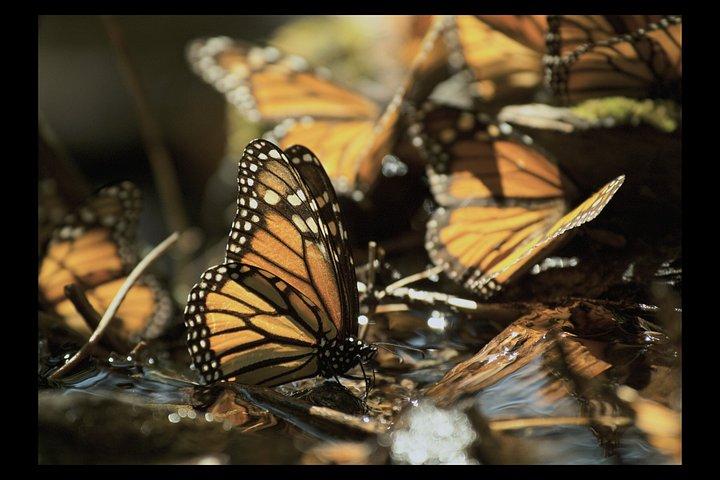 An Immersive Butterfly Experience on Catalina Island