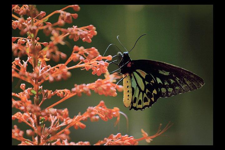 An Immersive Butterfly Experience on Catalina Island