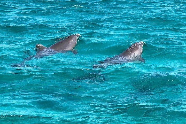 Exciting Private Dolphin Excursion to Shell Island 90 Minutes