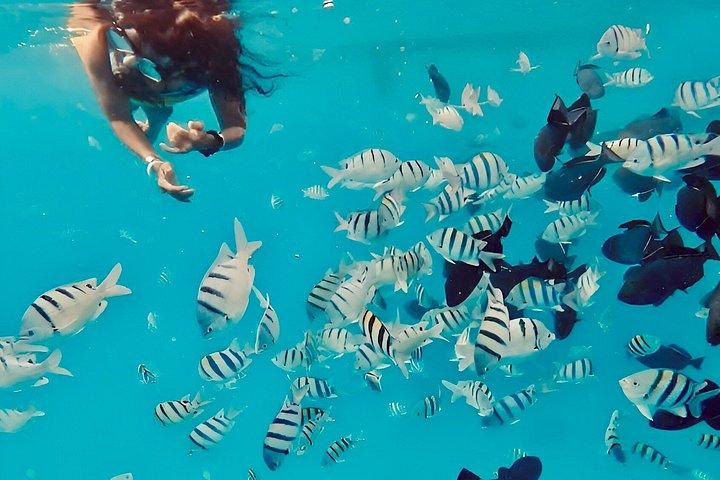 Snorkeling Adventure at Turtle Canyon