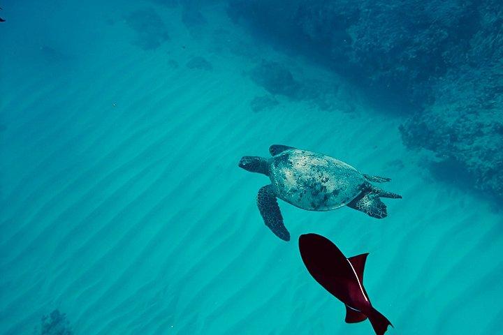 Snorkeling Adventure at Turtle Canyon