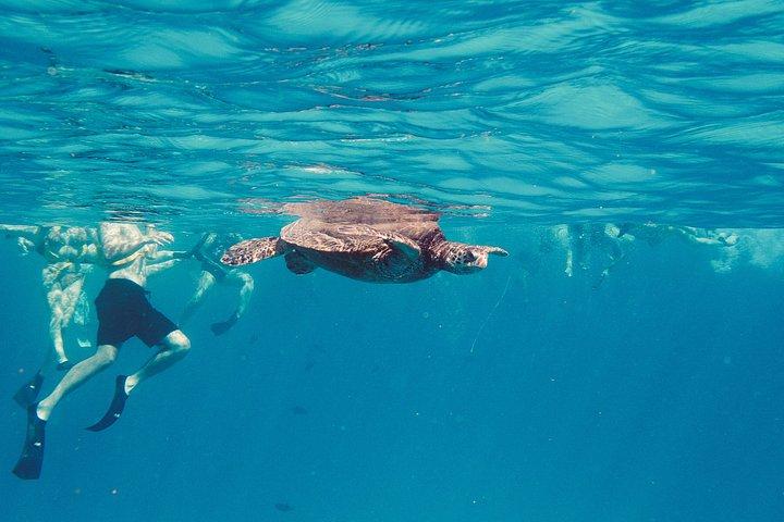 Snorkeling Adventure at Turtle Canyon