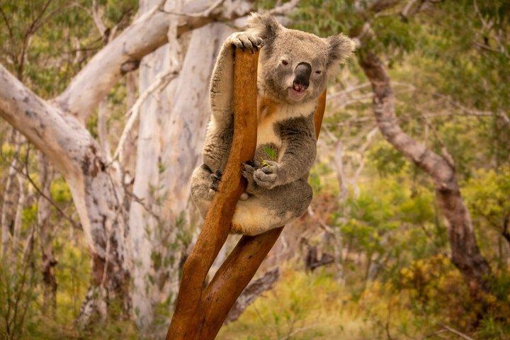 ブルーマウンテンズプライベートツアー：シーニックワールド、野生動物＆コアラの写真