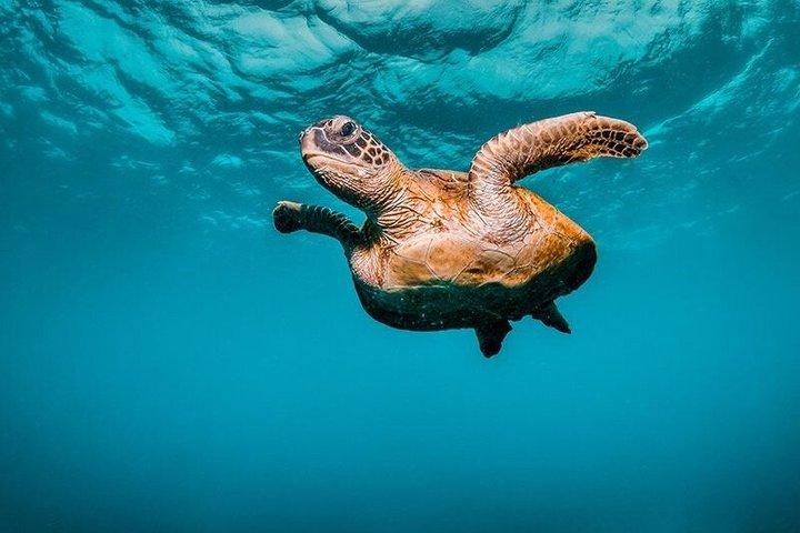 Lanai Snorkel Safari Experience from Maui