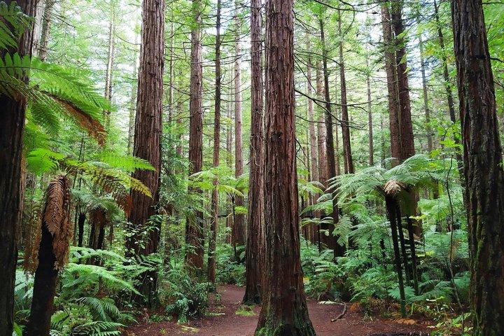Auckland Multi Day Tour 6 jours