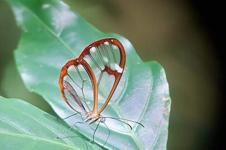 モンテベルデ雲霧林つり橋ガイドウォーク